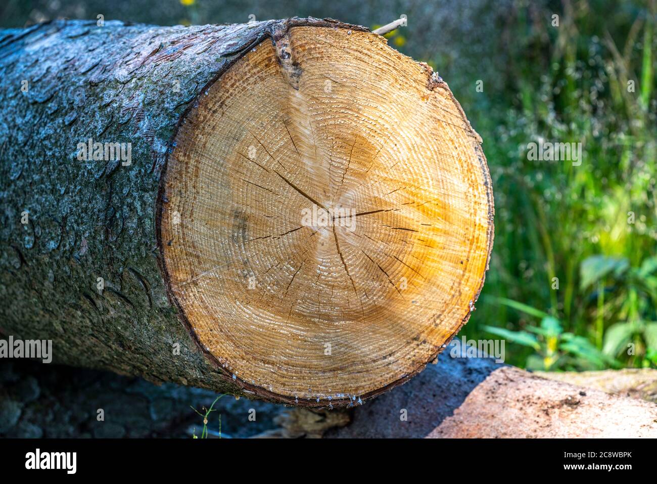 Gefällter Baum, Fichte, die Jahresringe sind deutslich sichtbar, sie geben Auskunft über das Alter des Baums und den Zustand, Foto de stock