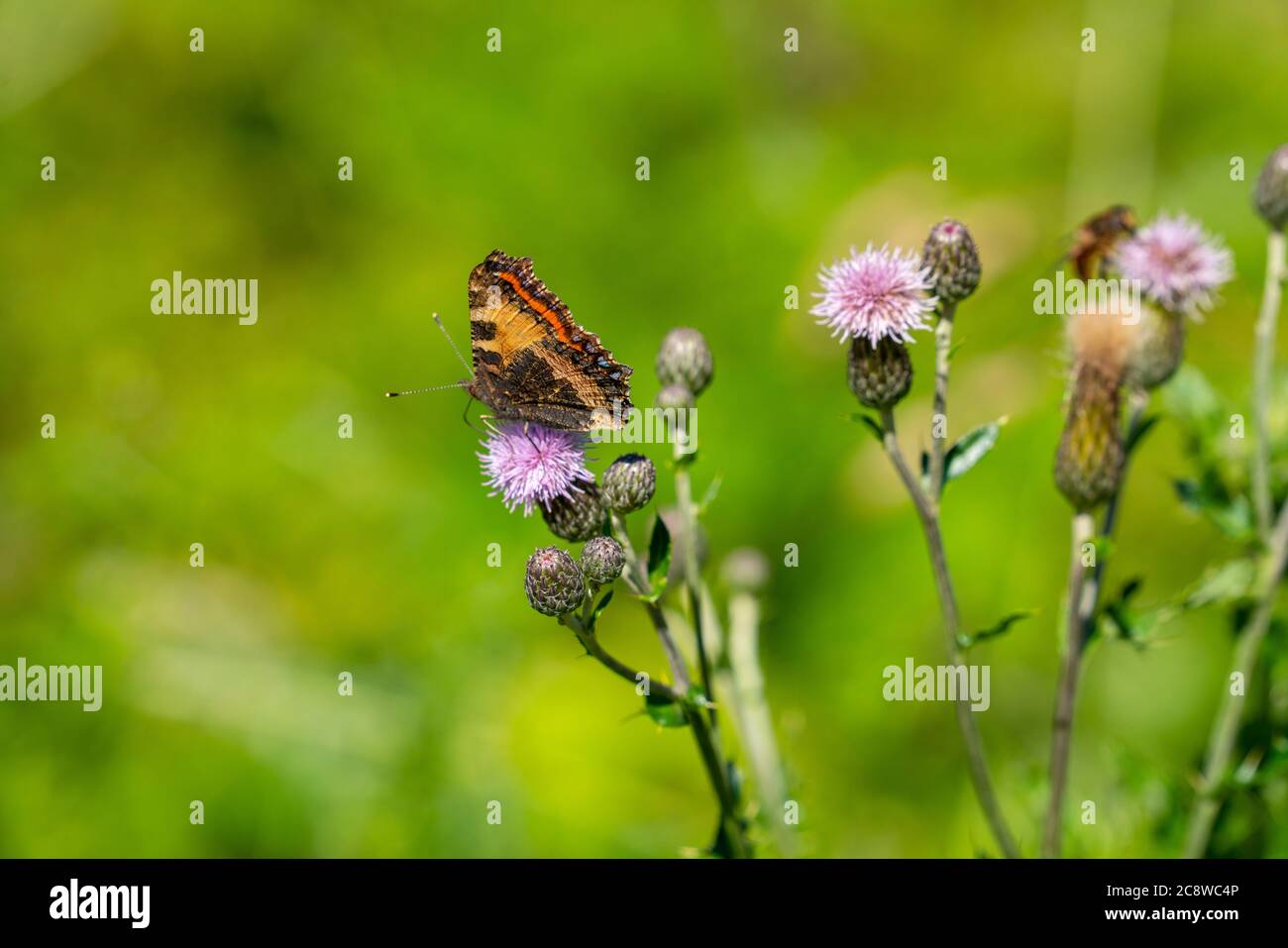 Mariposa, mariposa de pavo real, Aglais io, sobre una planta, cardo común, Foto de stock