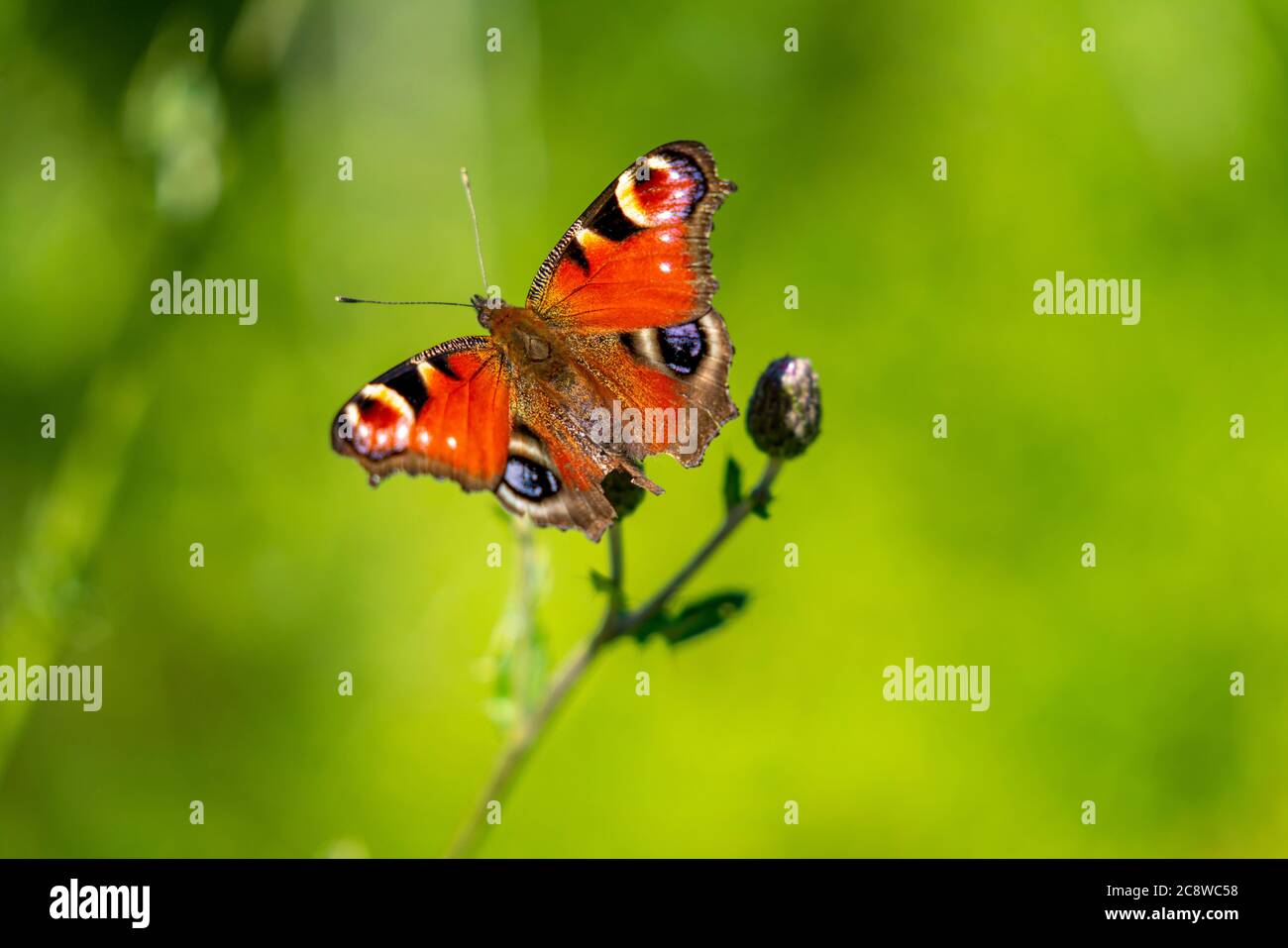 Mariposa, mariposa de pavo real, Aglais io, sobre una planta, cardo común, Foto de stock