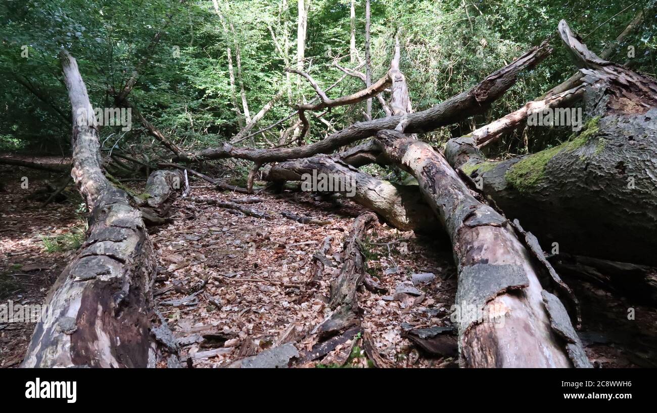 Árbol podrido en el área remota del bosque Foto de stock