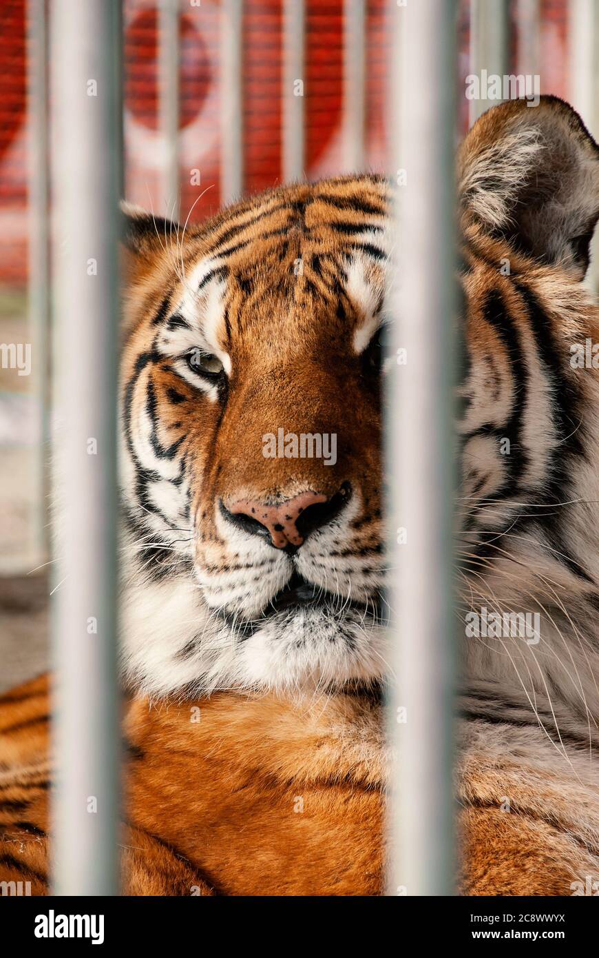 Tigre Relájate en la jaula de un circo ambulante Foto de stock