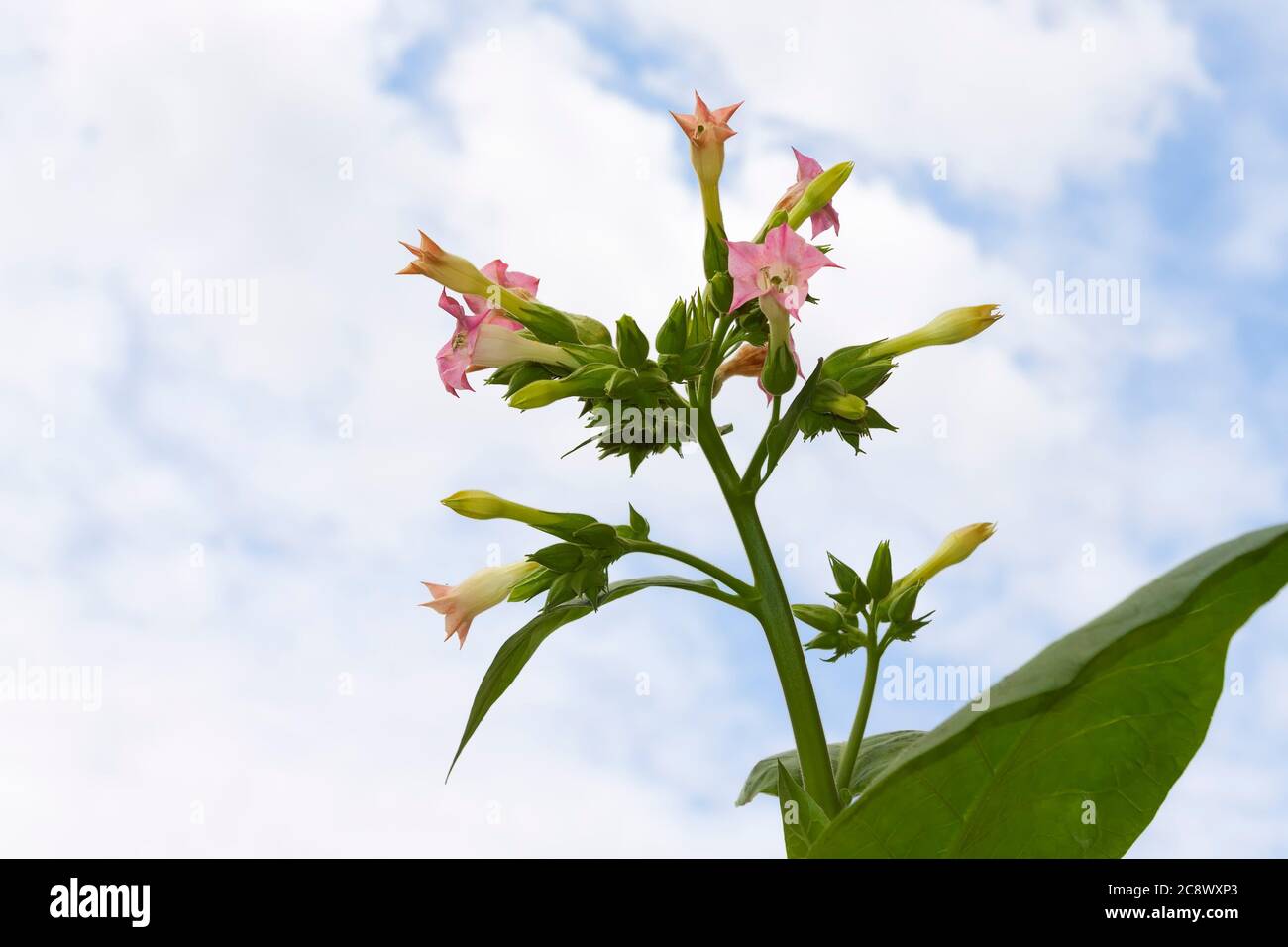 las flores de la planta del tabaco nicotiana tabacum fotografía de