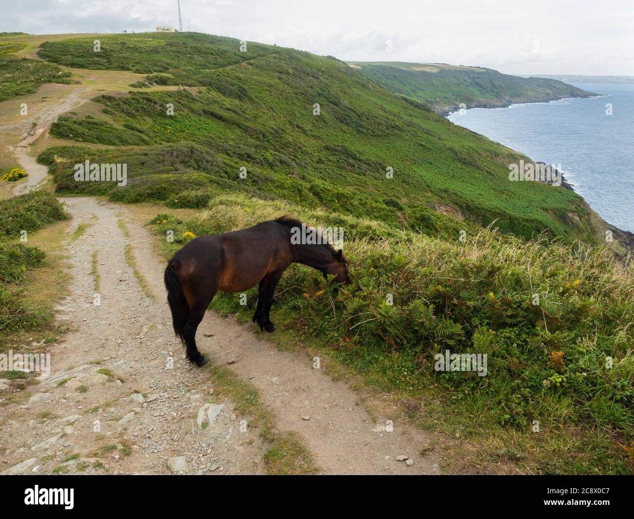 Un Dartmoor presentó grades pony en Rame Head, Cornwall, Reino Unido como parte de un programa de manejo de tierras naturales Foto de stock