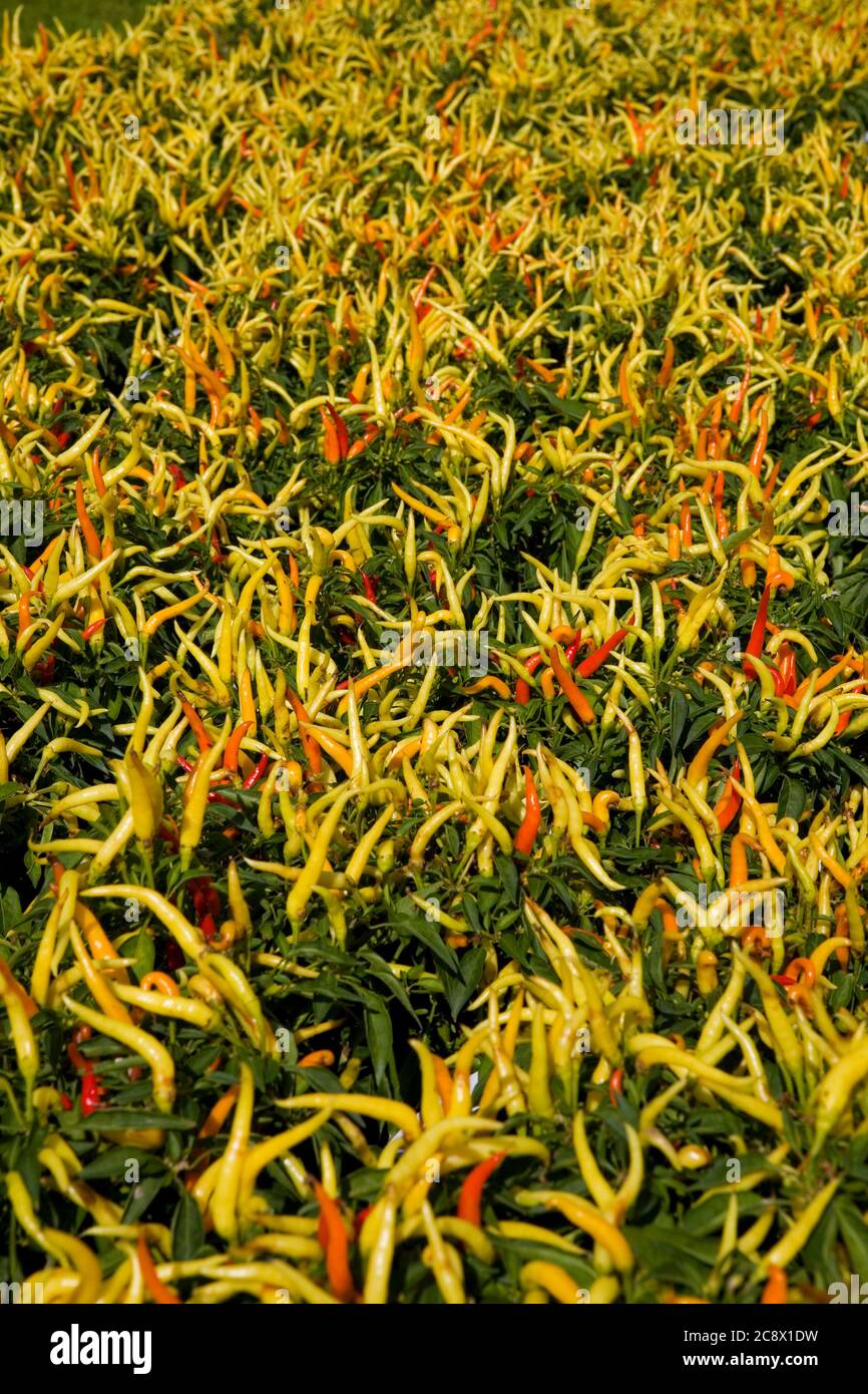 Plantas de Chile en venta, variedad 'Peón': Chili Fiesta, West Dean, West Sussex, Inglaterra, Reino Unido Foto de stock
