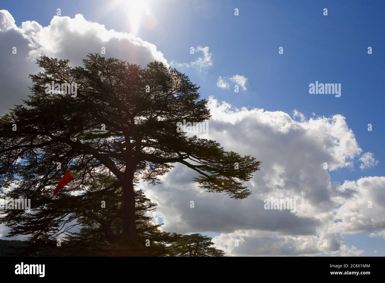 Sol, nubes y árbol, West Dean, West Sussex, Inglaterra, Reino Unido Foto de stock