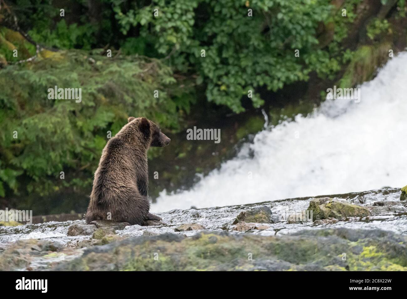 Un oso grizzly (Ursus arctos horribilis) sentado frente a una cascada en el sureste de Alaska, EE.UU. Foto de stock