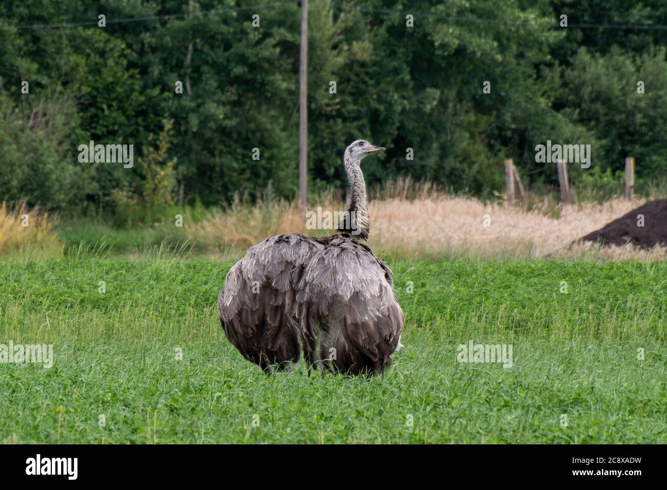 Nandus salvaje en un campo en Mecklemburgo Pomerania Occidental Foto de stock