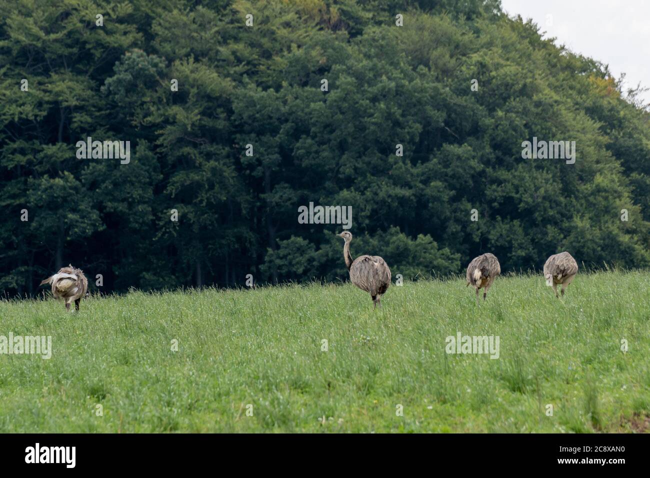 Nandus salvaje en un campo en Mecklemburgo Pomerania Occidental Foto de stock