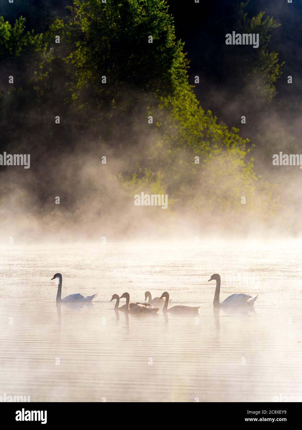 Cisne a la familia en la hora del amanecer en el lago Mrzla vodica Croacia Europa preciosa, impresionante y maravillosa Foto de stock