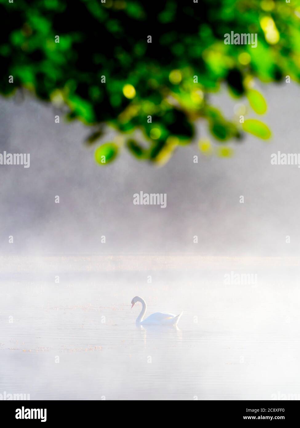 Cisne solitario en la hora del amanecer en el lago bajo ramas de árboles vegetación hojas Mrzla vodica en Croacia Europa Foto de stock