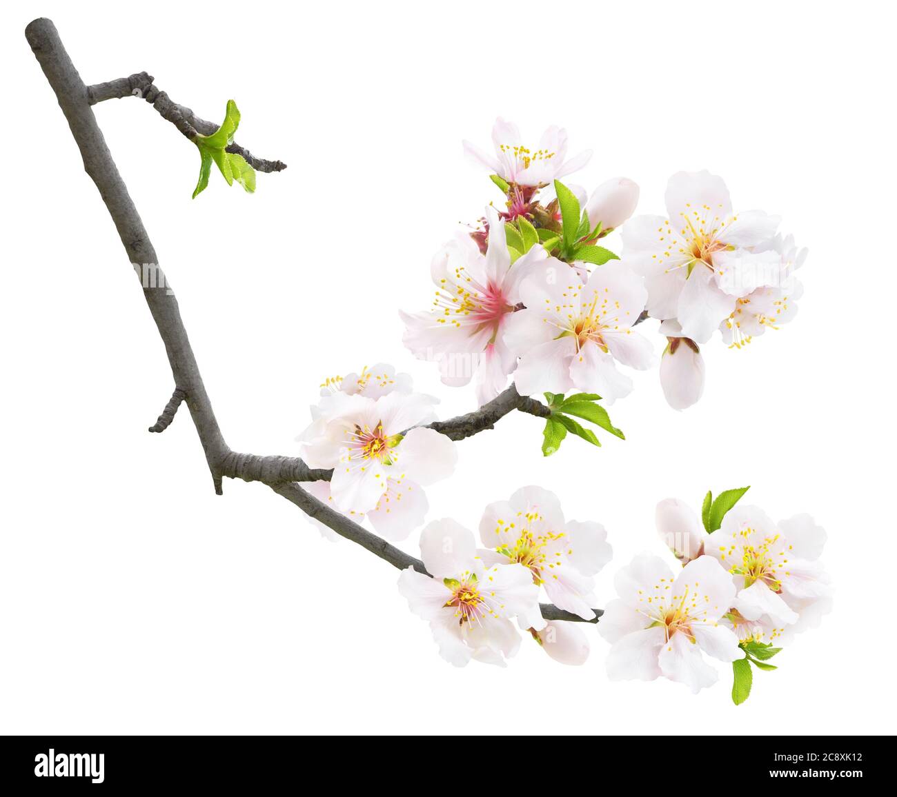 Almendra en flor aislada. Rama de almendro en primavera con almendros  blancos y brotes de hojas aisladas sobre fondo blanco Fotografía de stock -  Alamy
