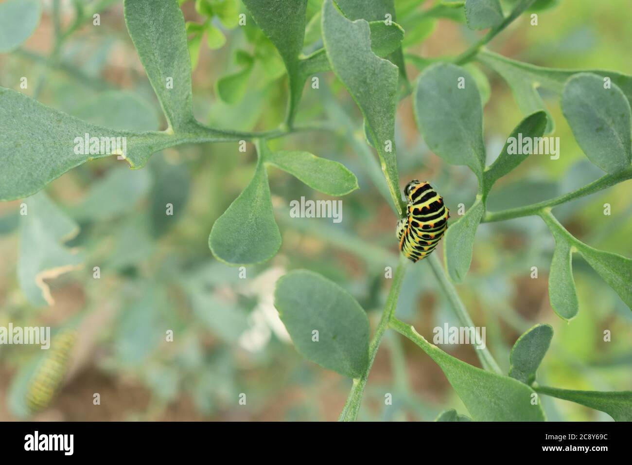 Caterpillar de swallowtail amarillo común / Viejo Mundo butterfly (Papilio machaon Papilio canadensis) en la planta de alimentación Foto de stock