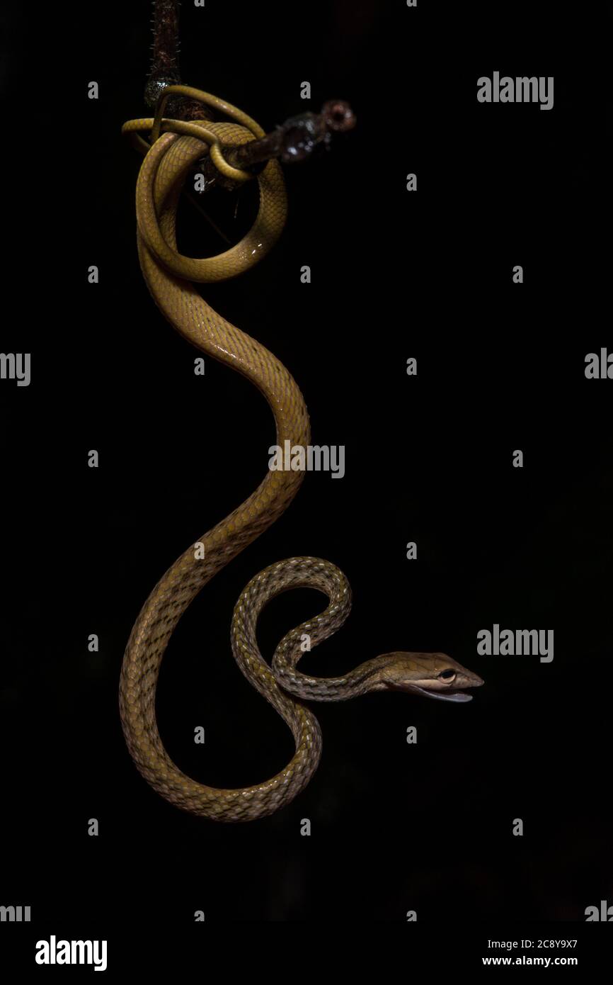 Una serpiente de vid asiática enrollada (Ahaetulla prasina) del Valle de Danum en Borneo malasio. Foto de stock