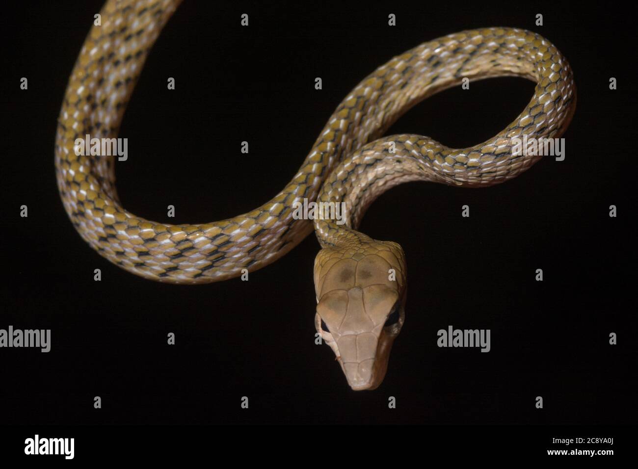 Una serpiente de vid asiática enrollada (Ahaetulla prasina) del Valle de Danum en Borneo malasio. Foto de stock