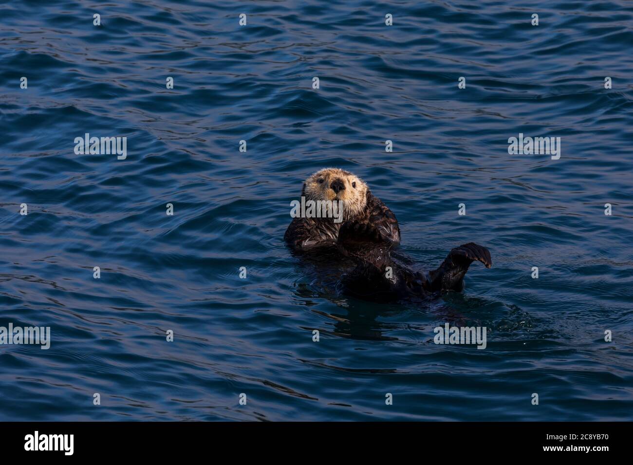 Sea Otter (Enhydra lutris) nadando en Prince William Sound, Alaska Foto de stock