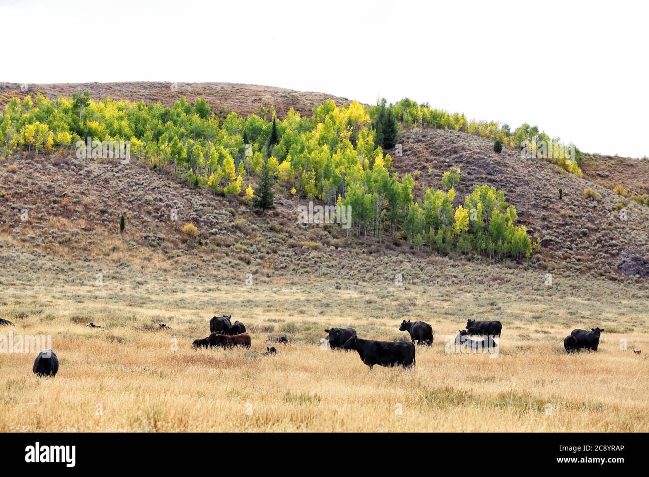 Ganado angus negro pastando en tierras forestales nacionales arrendadas en las montañas de Idaho Foto de stock