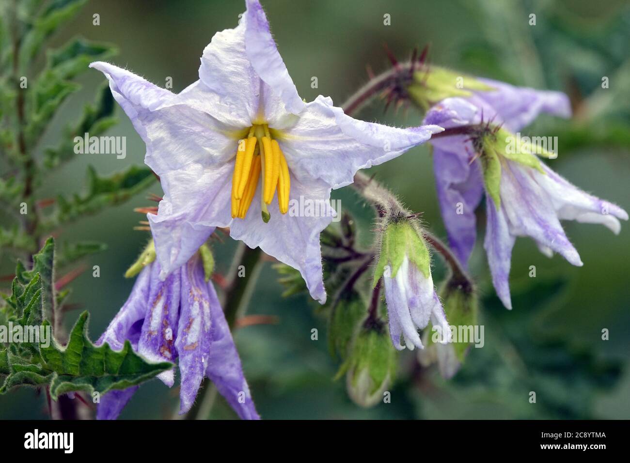 Sombra nocturna Solanum sisymbriifolium pegajosa Foto de stock