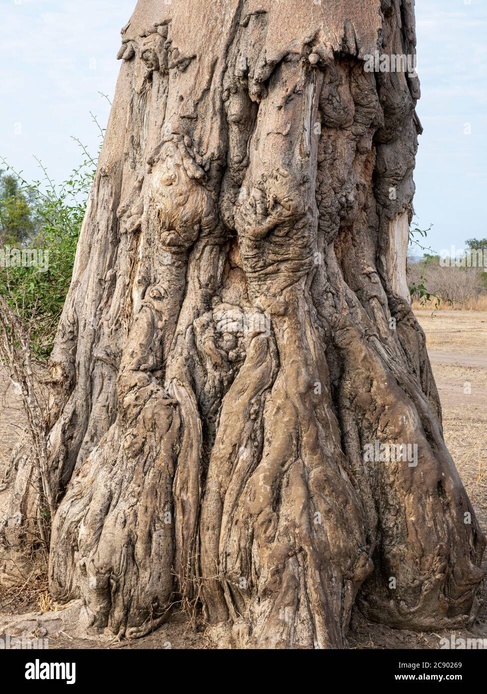 Un gran baobab, Adansonia digitata, que muestra daños por forrajeo de elefantes en el Parque Nacional Luangwa del Sur, Zambia. Foto de stock
