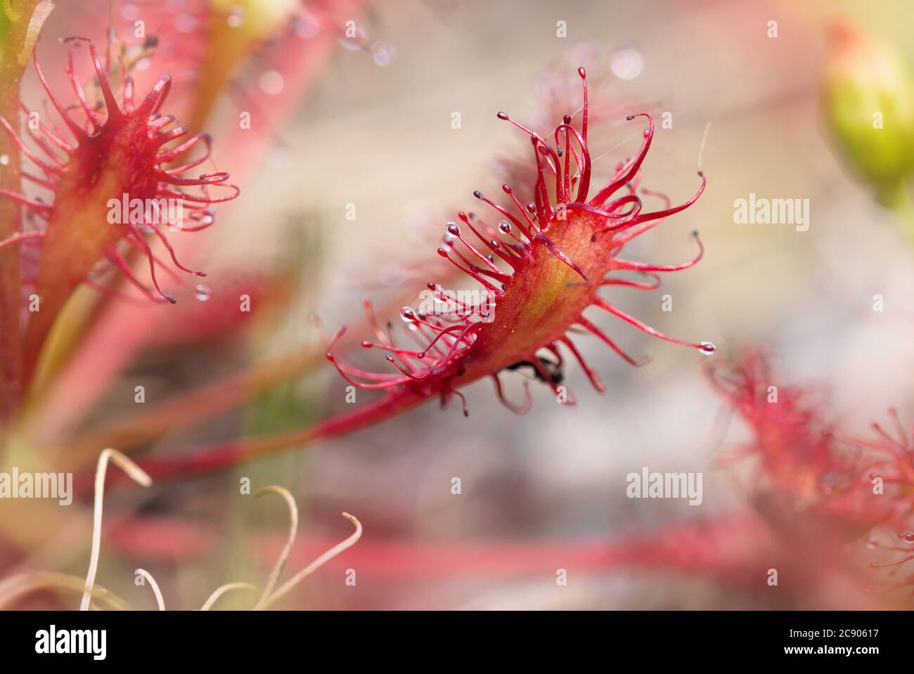 Foto macro de una hoja de un Sundew de hojas redondas, Drosera rotundifolia, mostrando sus pilones con savia adhesiva. Tomada en Sopley Common uk Foto de stock