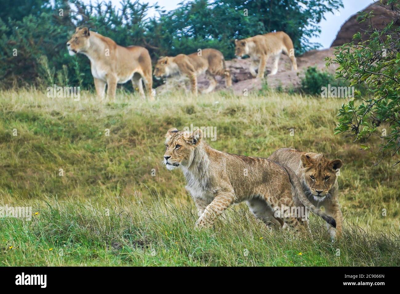Dos juguetones cachorros de león africano (Panthera leo) al aire libre en West Midland Safari Park Reino Unido, ya que el orgullo de la familia está en la prowl. Grandes gatos en cautiverio. Foto de stock