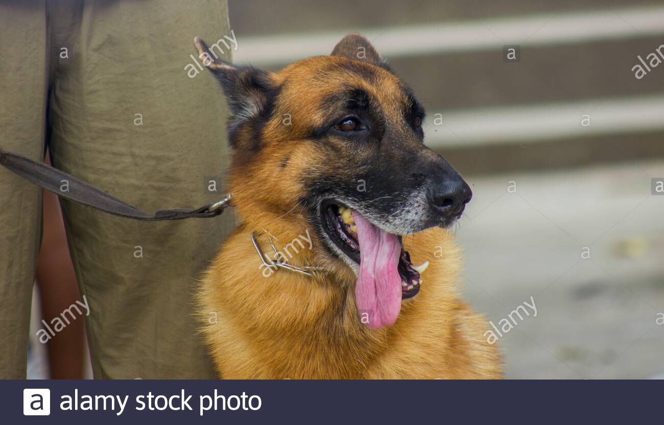 German Pastor Fotos E Imagenes De Stock Alamy