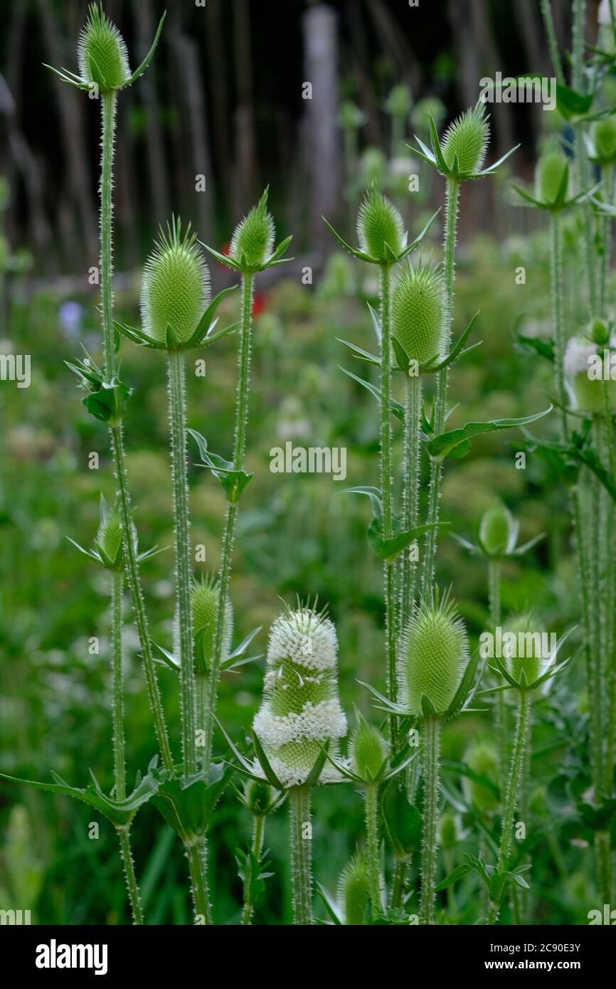 Inflorescencia sorprendentemente extraña de una cucharadita de cutleaf (Dipsacus laciniatus) en un jardín de Glebe, Ottawa, Ontario, Canadá. Foto de stock