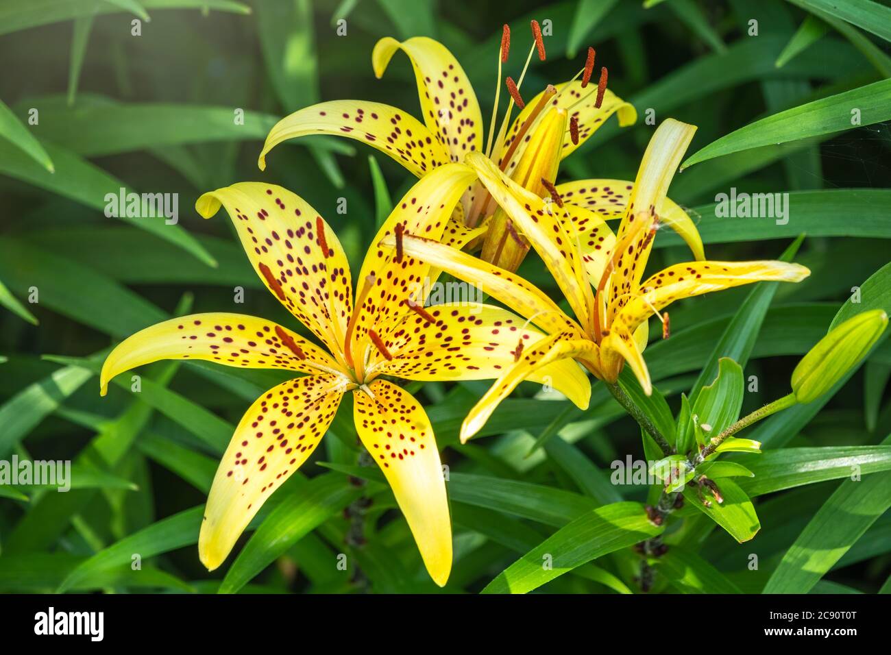 Verano amarillo lirio flor primer plano. Lilium pardalinum, también conocido como leopardo o lirio de pantera, es una planta perenne bulbosa en flor en la familia del lirio, n. Foto de stock