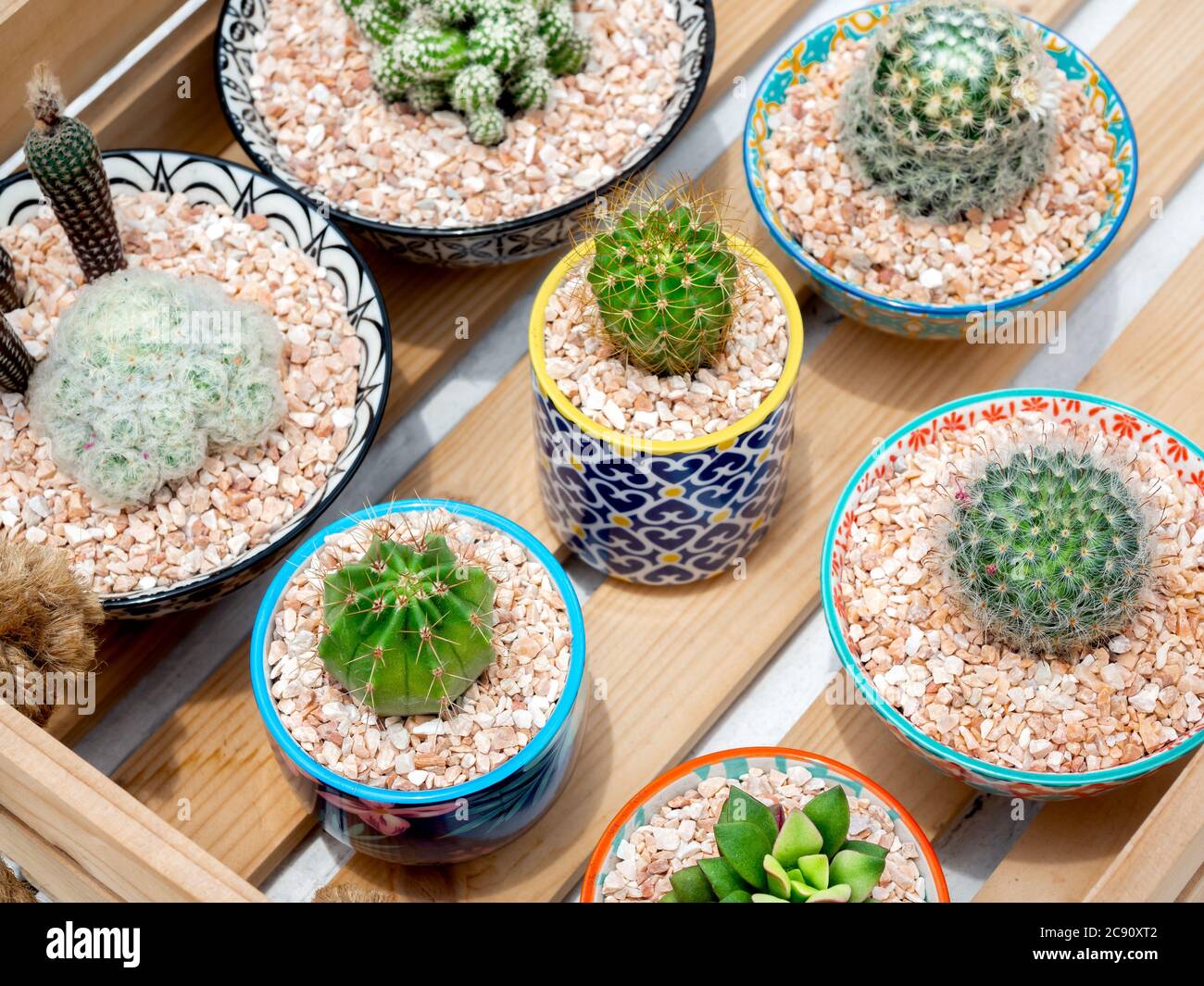Cactus verde en maceta. Varios cactus en hermosas ollas de cerámica en caja  de madera, vista superior Fotografía de stock - Alamy