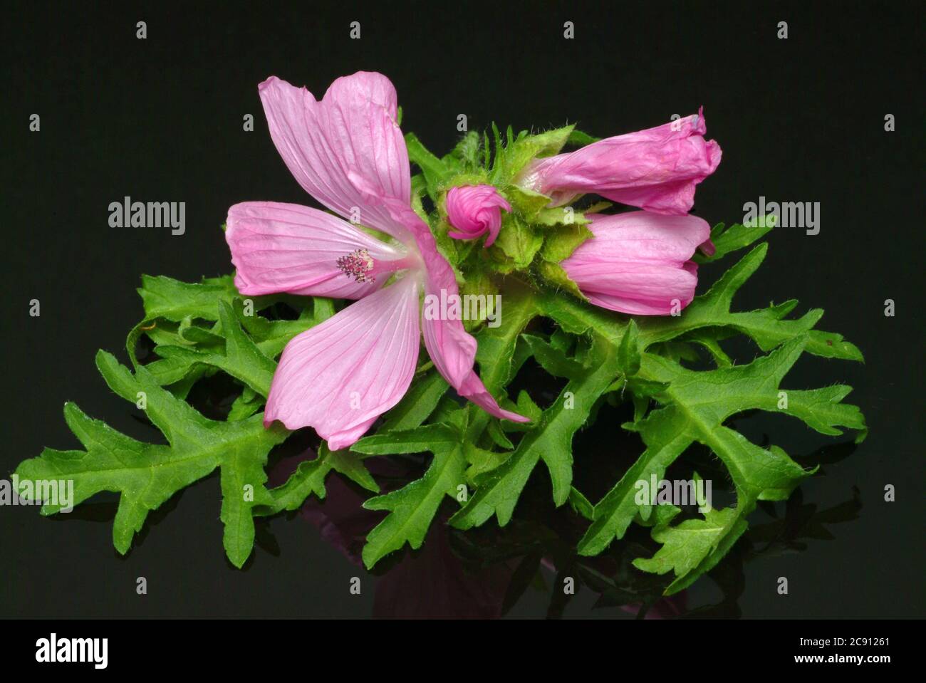 Malbo de almizcle, Malva moschata, Abelmoschus o Malbo de Hibiscus Indio.  Esta planta de flores de color rosa claro a blanco es una antigua planta  medicinal. Almizcle di Fotografía de stock -