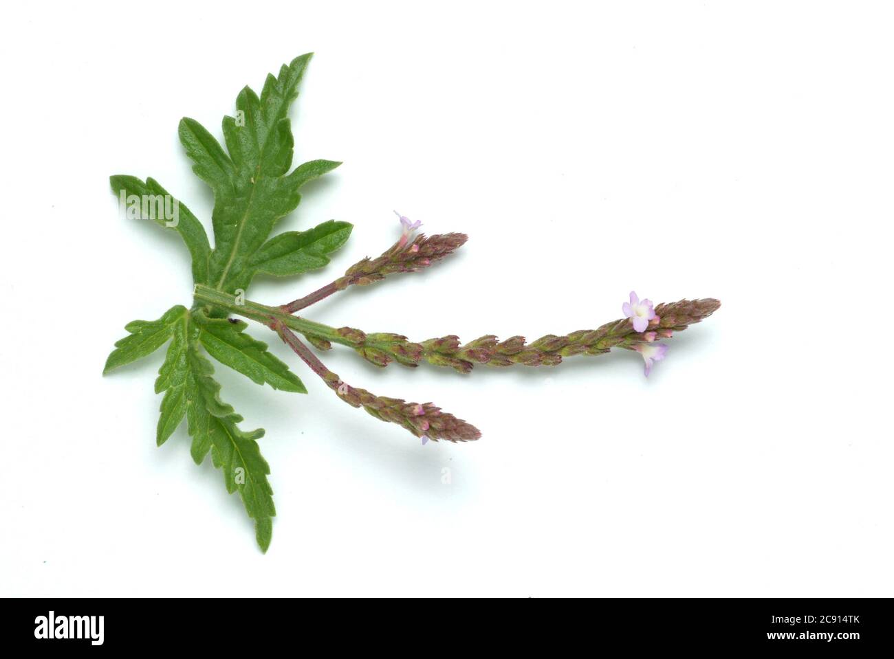Verbena officinalis, Verbena officinalis, también ragweed, hierba de la sangre del gato, digamos hierba o deseo de la hierba, es una planta que pertenece al género de verbena. Foto de stock