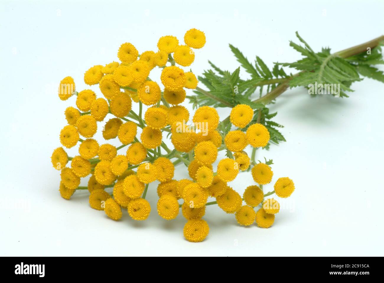 'Tanco, vulgare Tanacetum, Syn.: Crisantemo vulgare, tansy. Tansy fue utilizado anteriormente para las enfermedades del gusano; los extractos de la tansy son capaces de inhibir Foto de stock