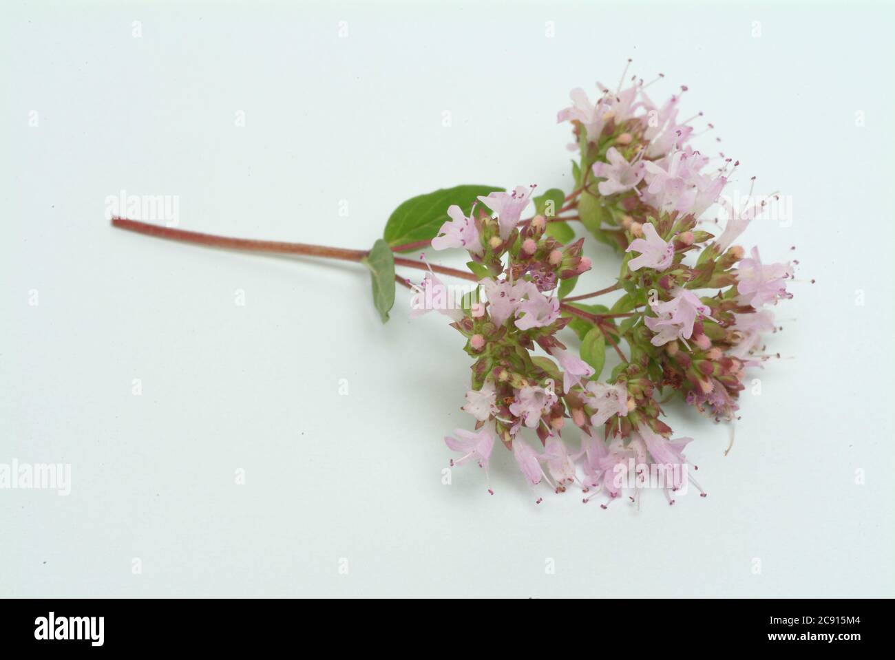 Orégano, Origanum vulgare, es una planta de flores de la familia de las menta. Los nombres triviales son Dorst, Dost, Dost Real, Common Dost, Wohlgemut o marjoram salvaje. Foto de stock