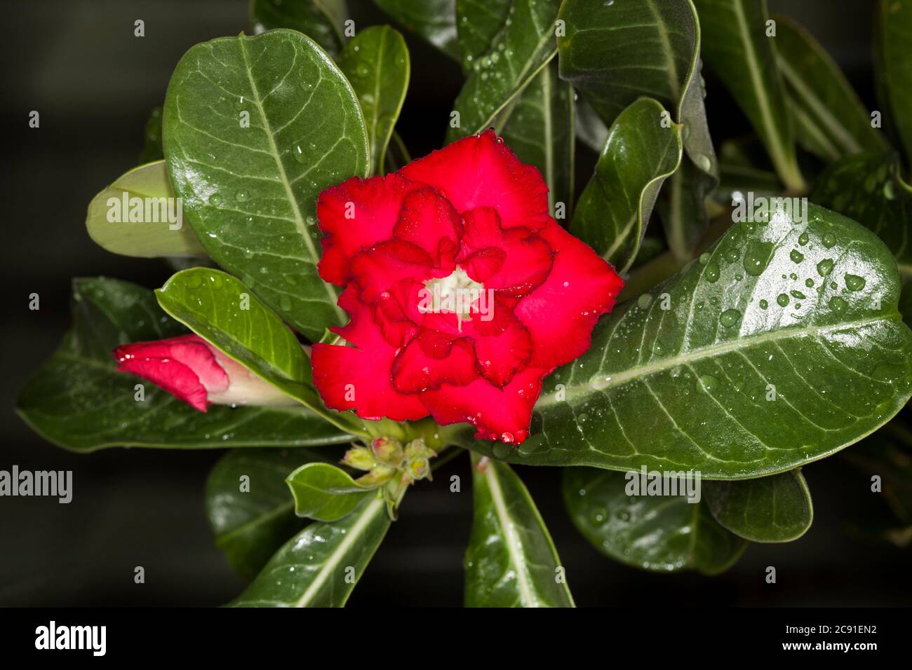 Doble flor roja brillante de planta suculenta tolerante a la sequía, Adenium obesum, Rosa del desierto, rodeada de hojas de color verde oscuro con gotas de lluvia Foto de stock