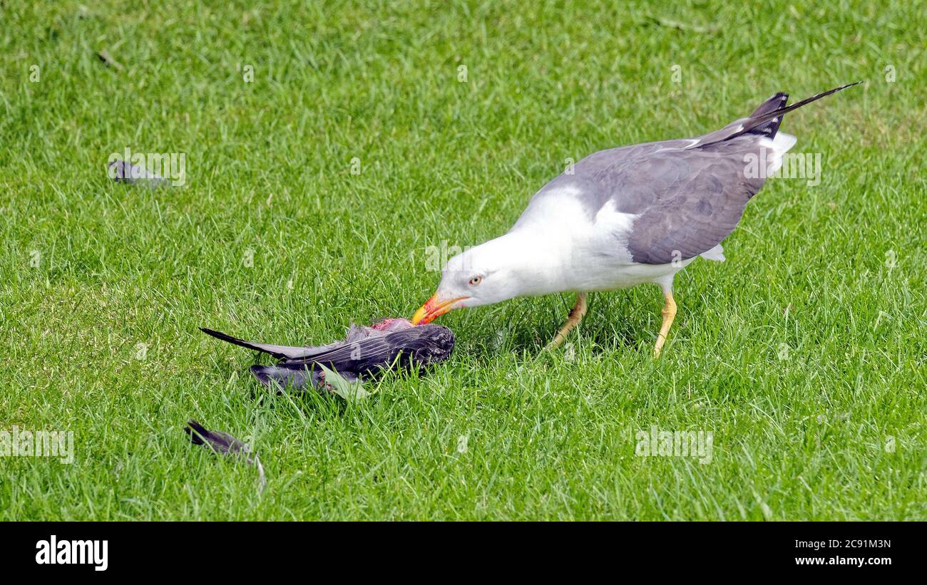 Turistas dando de comer a las aves fotografías e imágenes de alta  resolución - Página 4 - Alamy