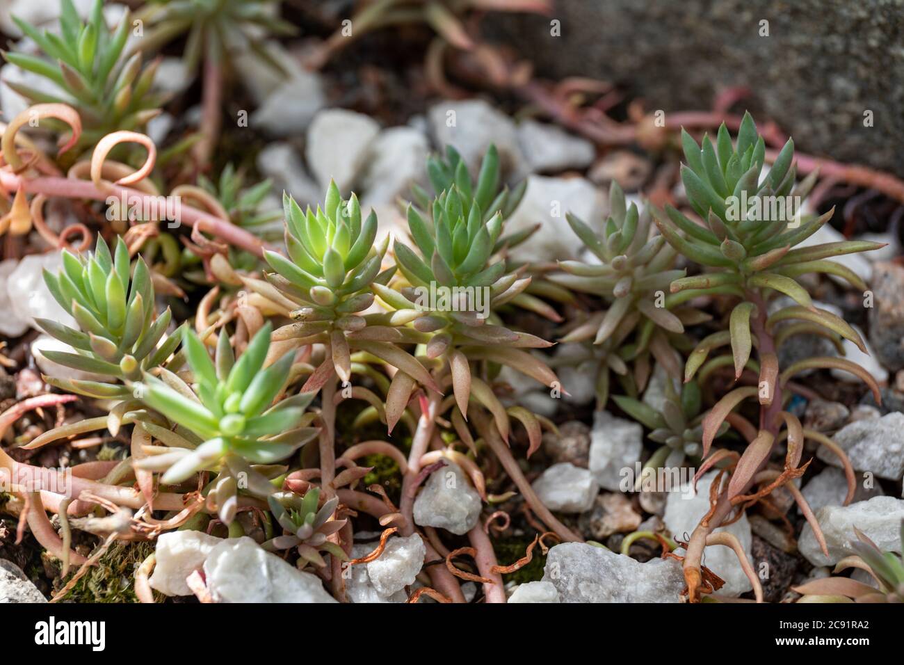 Sedum sediforme, la piedra pálida Foto de stock