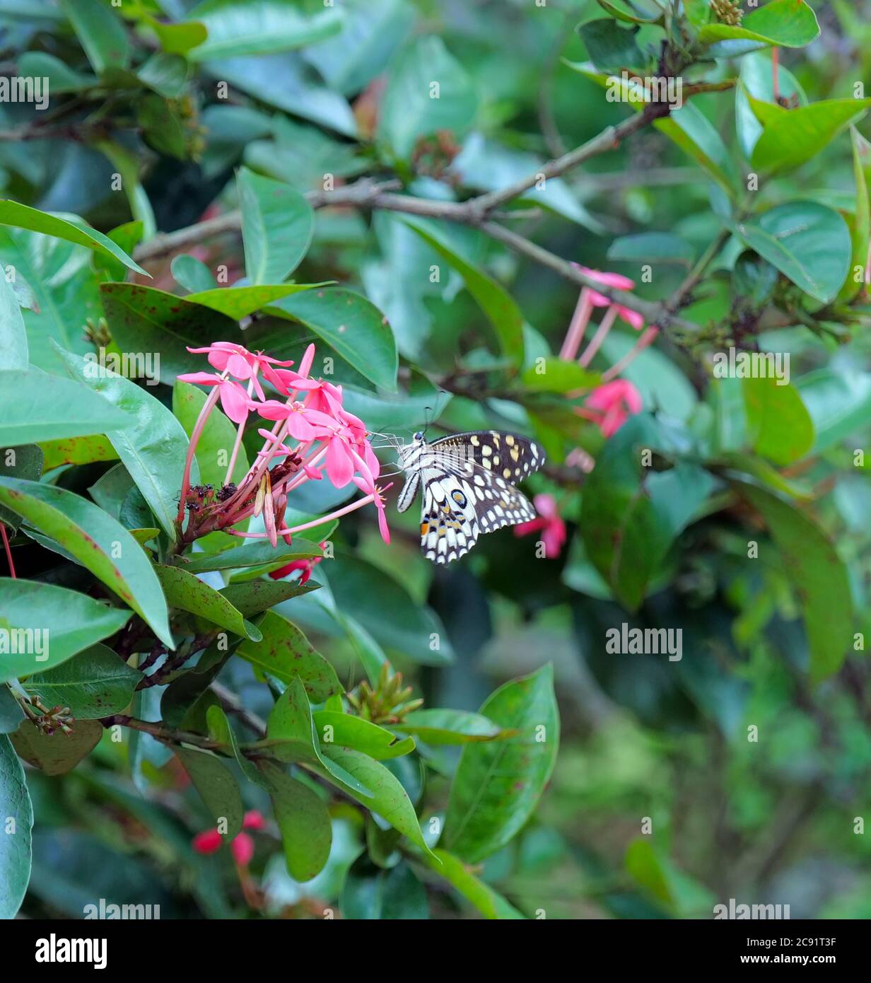 Mariposa marrón y blanca recoger néctar de la flor rosa Ixora, Kerala, India. Foto de stock