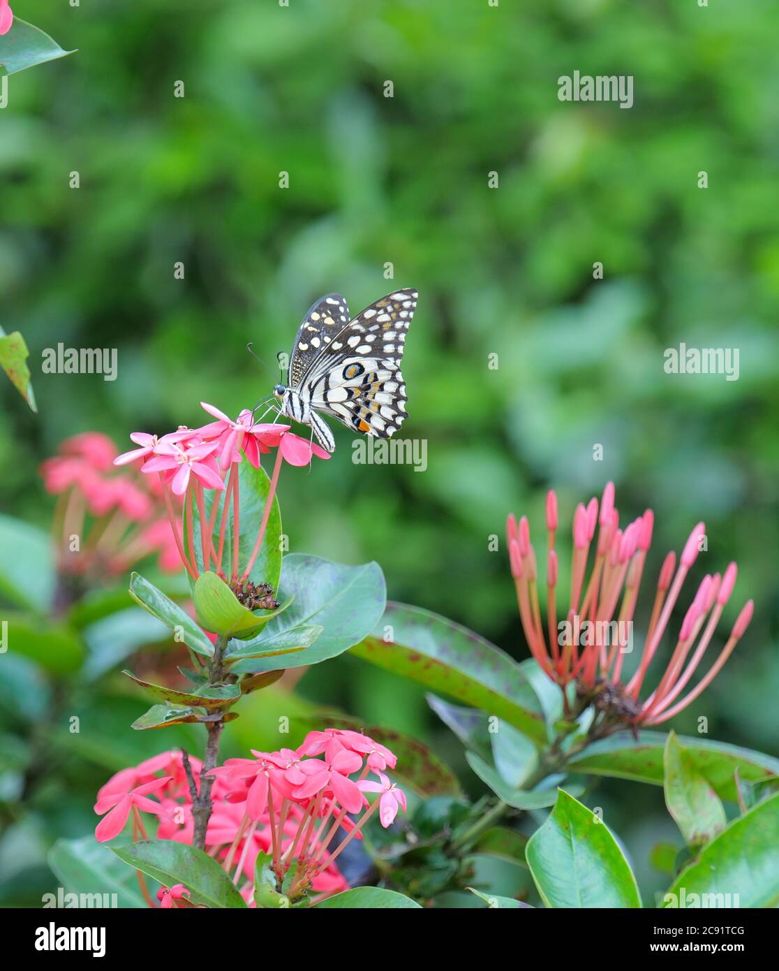 Mariposa marrón y blanca recoger néctar de la flor rosa Ixora, Kerala, India. Foto de stock