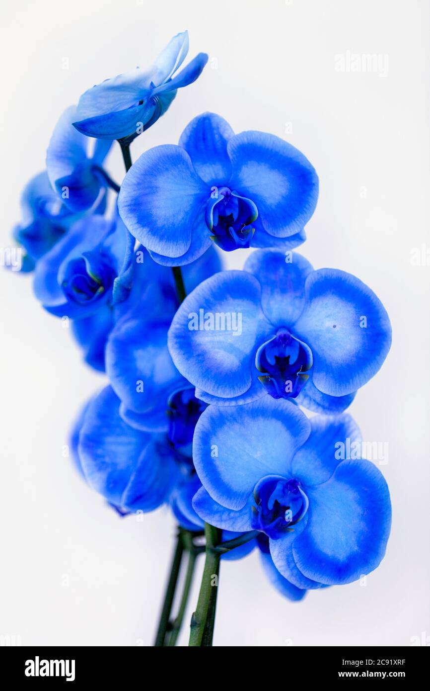Phalaenopsis azul real fotografías e imágenes de alta resolución - Alamy