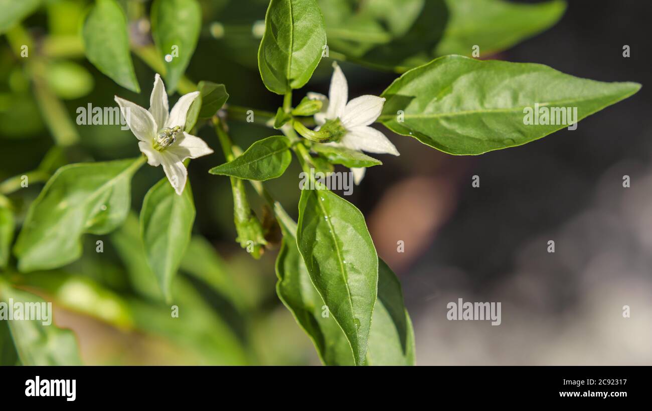 Capsicum Annuum Species Fotos e Imágenes de stock Alamy