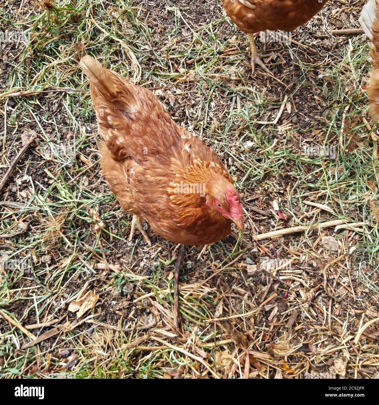 Granja de pollo orgánica de gama libre Foto de stock