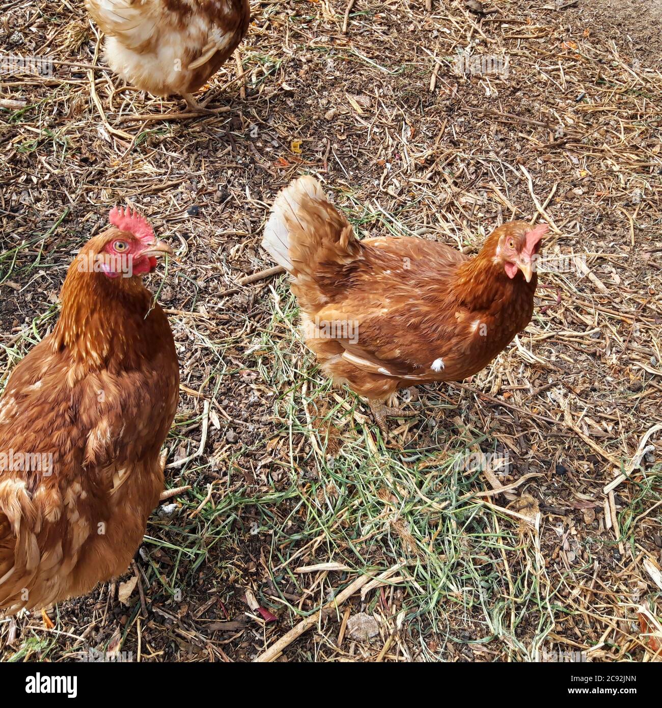 Granja de pollo orgánica de gama libre Foto de stock