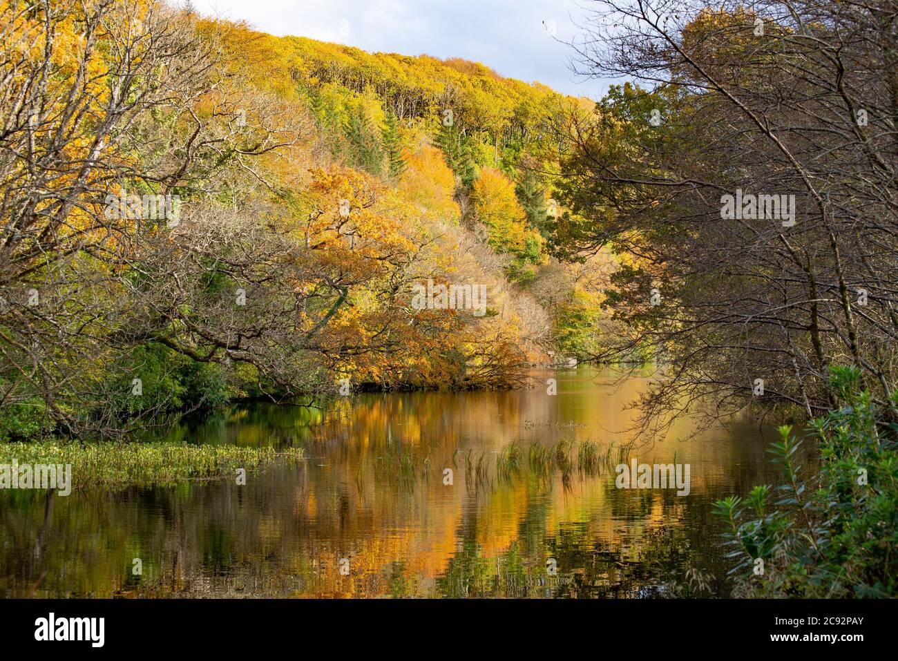 Aros Park en el otoño, Tobermory, Isla de Mull en las Hébridas Interiores escocesas. Foto de stock