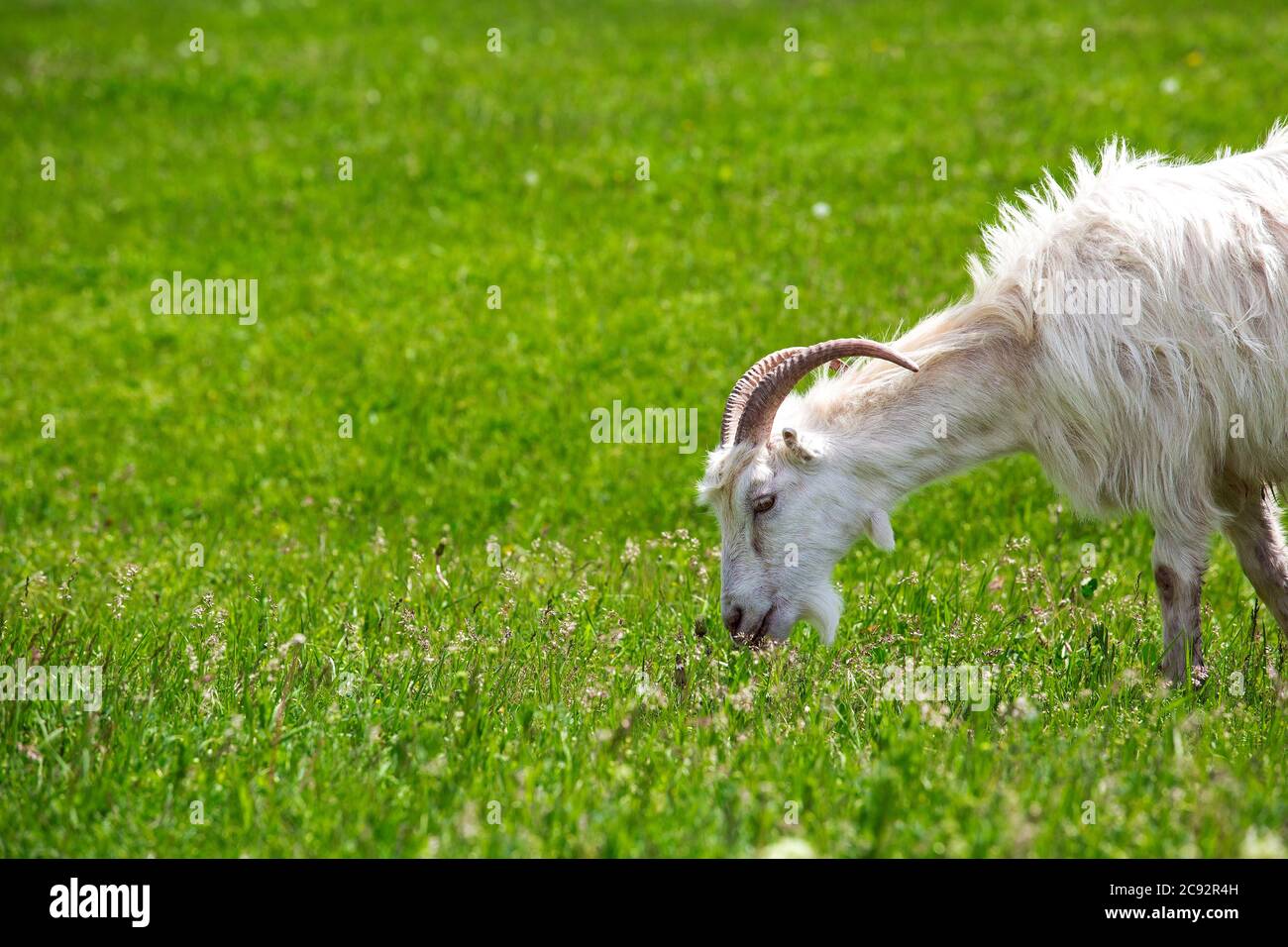 la cabra blanca de cuernos come una hierba verde, en los derechos de un caret de un tiro. Foto de stock