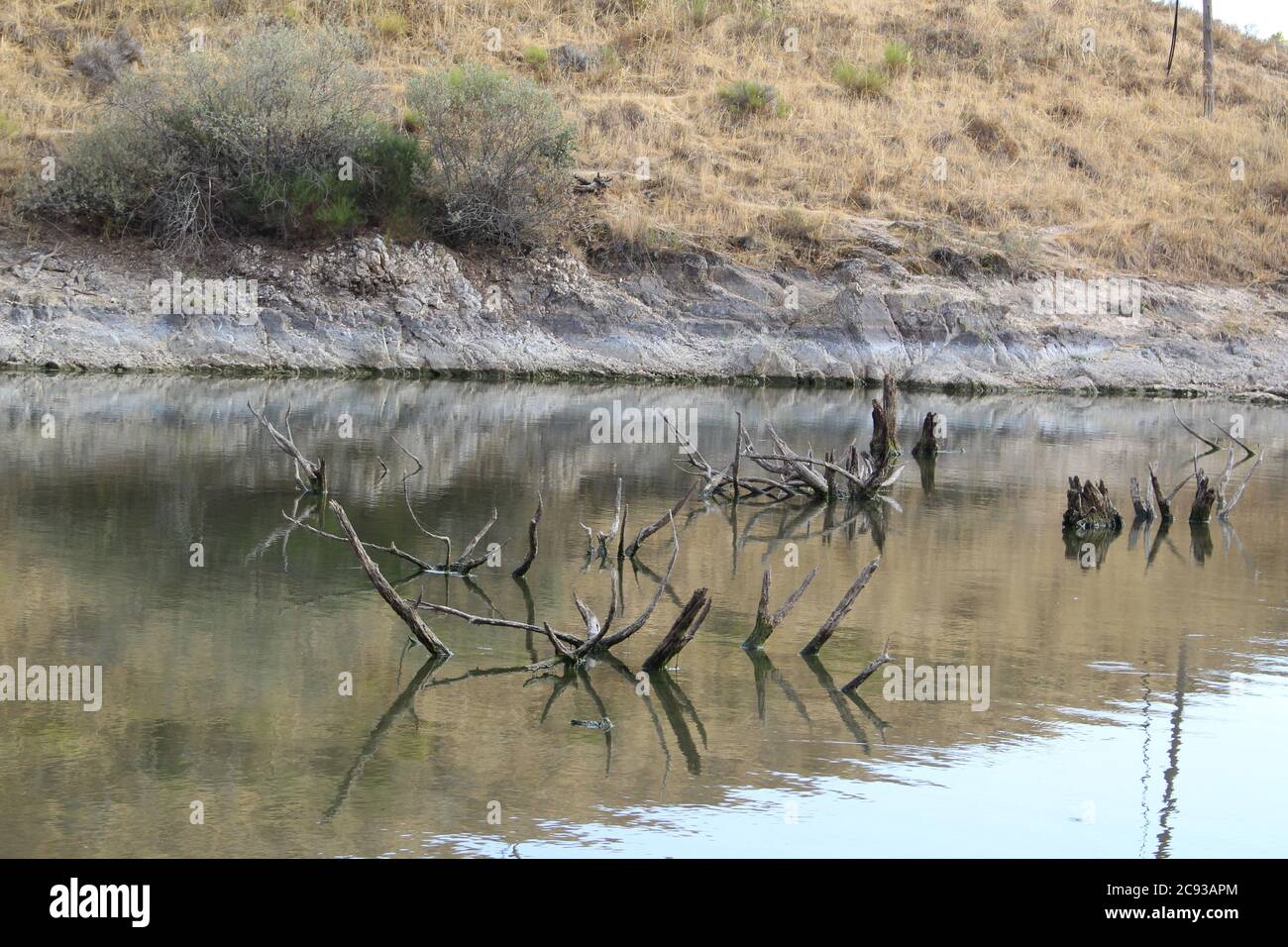 Zona pantanosa con poca agua y troncos secos de pequeños los árboles  Fotografía de stock - Alamy