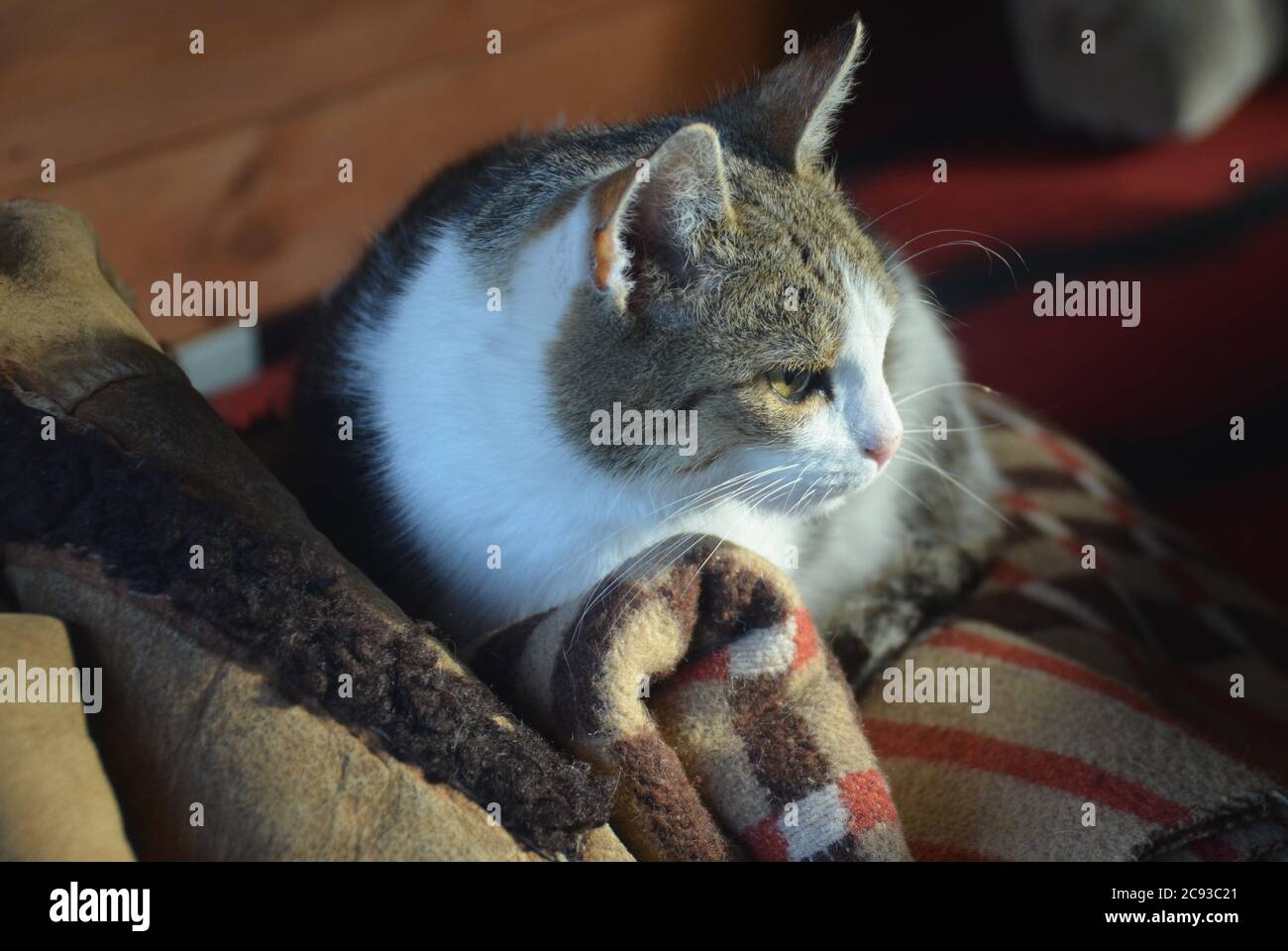 El gato está sobre el cobertor Fotografía de stock - Alamy