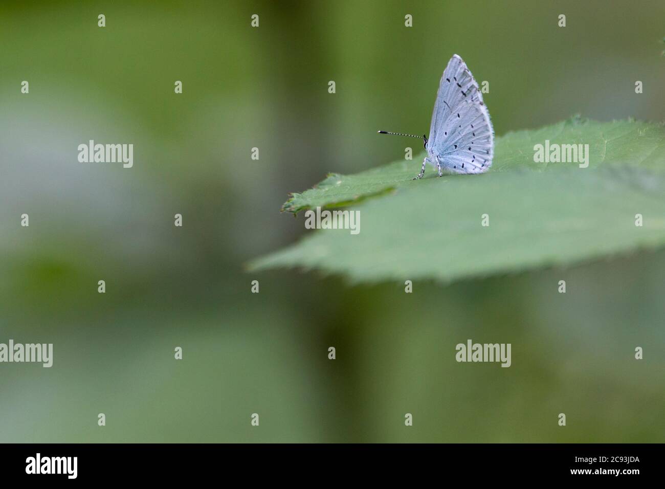 Mariposa hembra azul acebo (Celastrina argiolus) banda más oscura de segunda generación en la aleta interna. Debajo de delicados puntos azules y negros pequeños Foto de stock