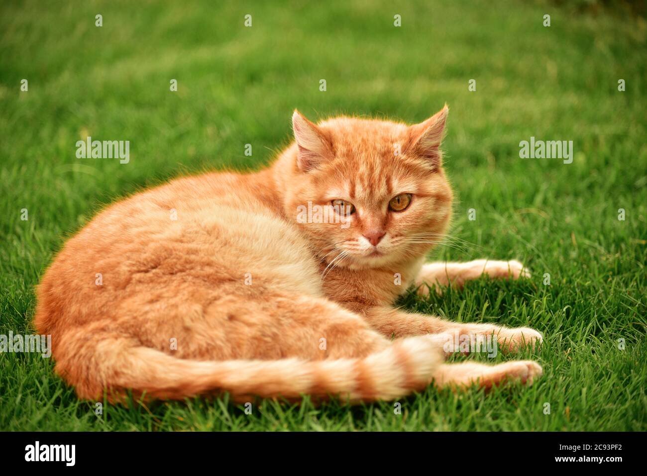 ginger gato en el jardín. Ginger gato en la hierba. Foto de stock