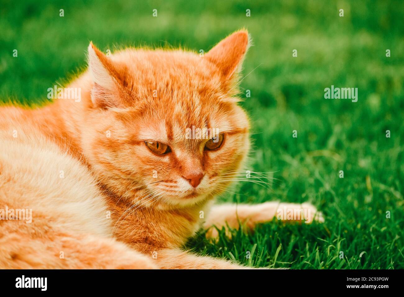 ginger gato en el jardín. Ginger gato en la hierba. Foto de stock
