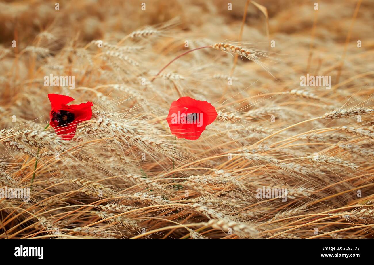 Verano soleado fondo natural con campo con orejas cosecha de trigo dorado y flores rojas amapolas Foto de stock
