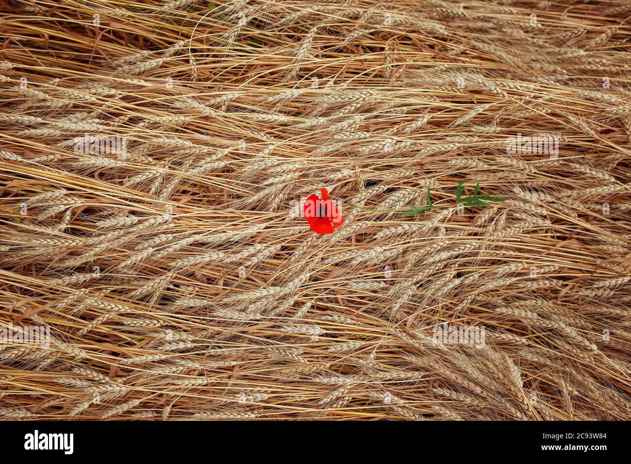 Fondo natural vista superior de las orejas de trigo de oro y flores de amapola roja Foto de stock